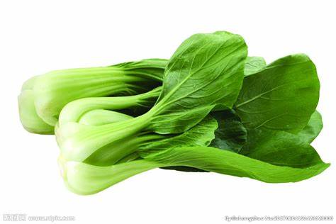 Shanghai Bok Choy 